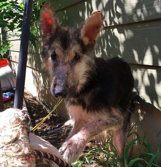 A Sickly Stray Dog Reached Out To Woman For Help And Is Now Completely Transformed