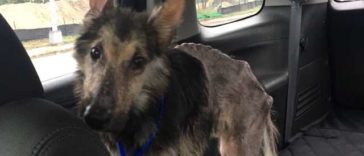 A Sickly Stray Dog Reached Out To Woman For Help And Is Now Completely Transformed