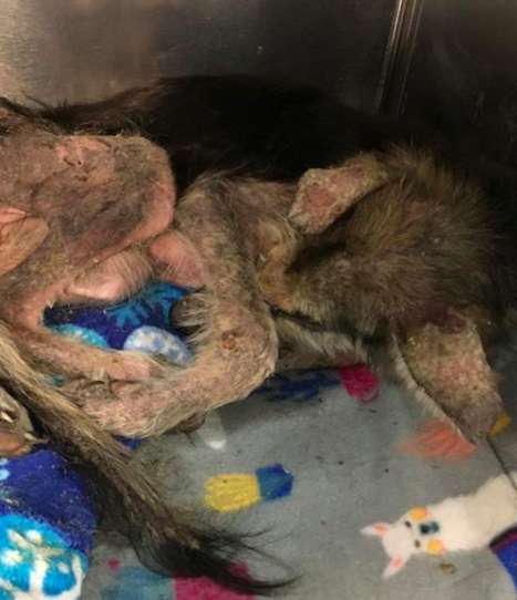 A Sickly Stray Dog Reached Out To Woman For Help And Is Now Completely Transformed