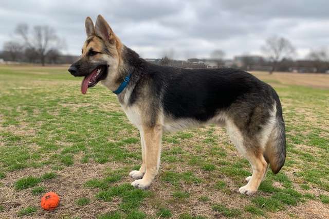 A Sickly Stray Dog Reached Out To Woman For Help And Is Now Completely Transformed