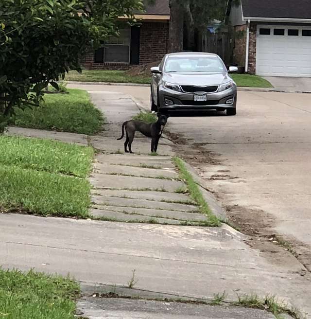 Stray Puppy Finally Relaxes When Woman Reaches To Pet Her
