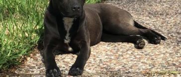 Stray Puppy Finally Relaxes When Woman Reaches To Pet Her