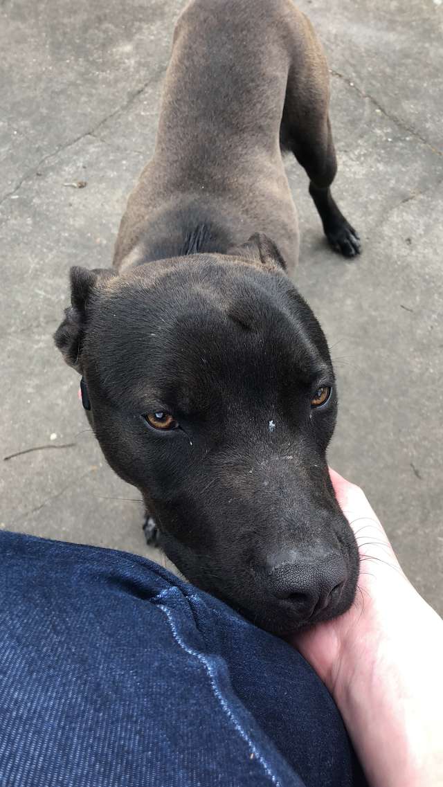 Stray Puppy Finally Relaxes When Woman Reaches To Pet Her
