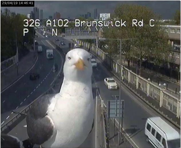 Two Seagulls Who Kept Showing Up In Front Of The London Traffic Cam Are Being Called New 'Reporters'