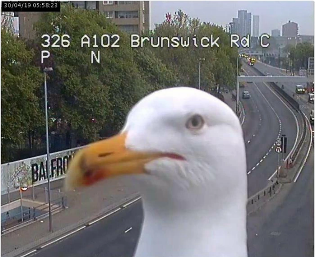 Two Seagulls Who Kept Showing Up In Front Of The London Traffic Cam Are Being Called New 'Reporters'
