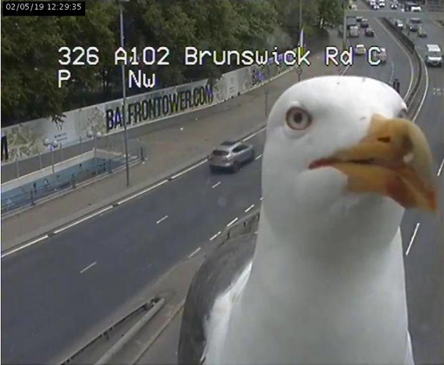 Two Seagulls Who Kept Showing Up In Front Of The London Traffic Cam Are Being Called New 'Reporters'