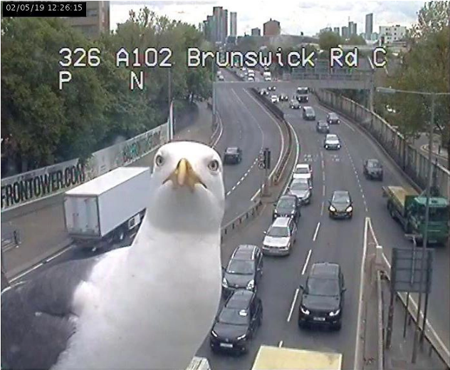 Two Seagulls Who Kept Showing Up In Front Of The London Traffic Cam Are Being Called New 'Reporters'