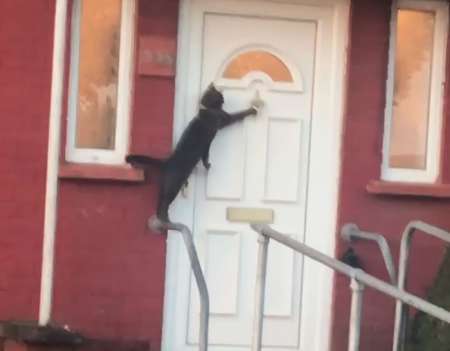 Amazing Video of Cat Knocking On Door Like A Human