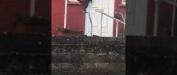 Amazing Video of Cat Knocking On Door Like A Human