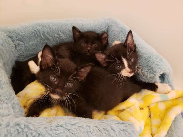 A woman finds something surprising in a box in her backyard