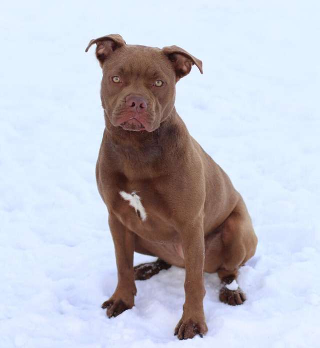 Woman takes a lost dog on a 1300 miles long drive to owner who no longer wants her