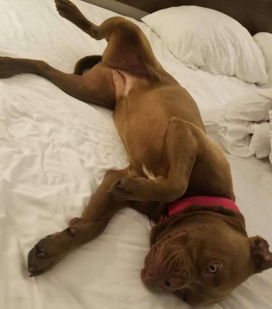 Woman takes a lost dog on a 1300 miles long drive to owner who no longer wants her