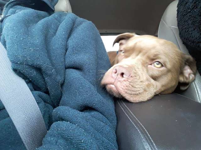 Woman takes a lost dog on a 1300 miles long drive to owner who no longer wants her