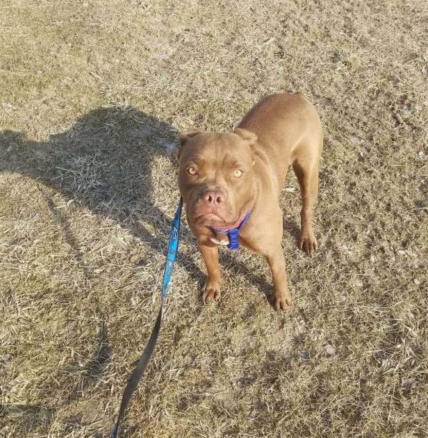 Woman takes a lost dog on a 1300 miles long drive to owner who no longer wants her