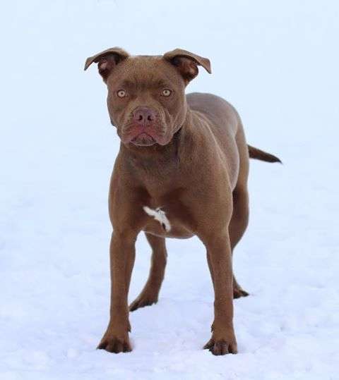 Woman takes a lost dog on a 1300 miles long drive to owner who no longer wants her