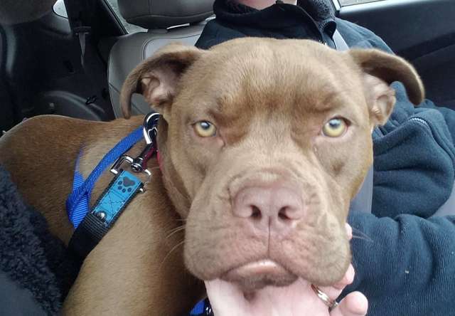 Woman takes a lost dog on a 1300 miles long drive to owner who no longer wants her