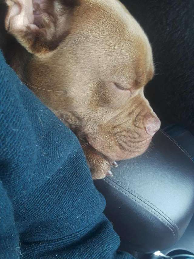Woman takes a lost dog on a 1300 miles long drive to owner who no longer wants her