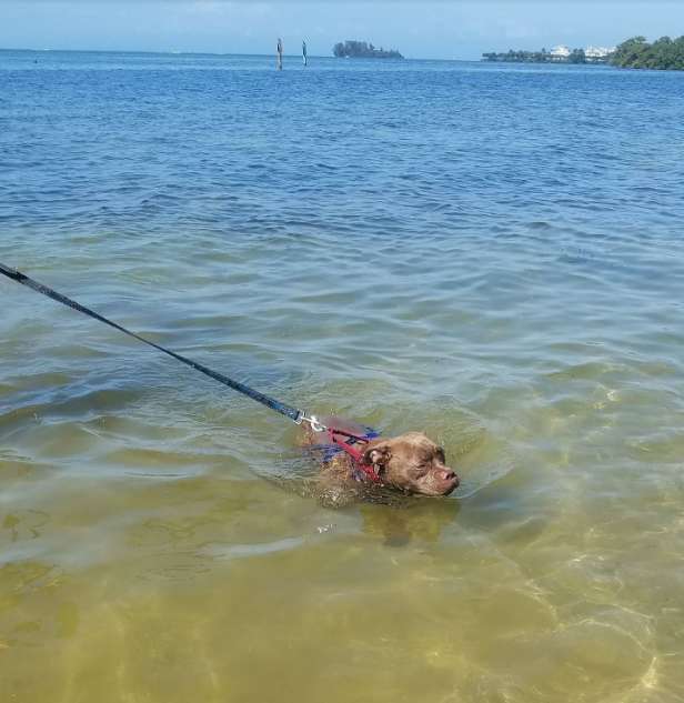 Woman takes a lost dog on a 1300 miles long drive to owner who no longer wants her