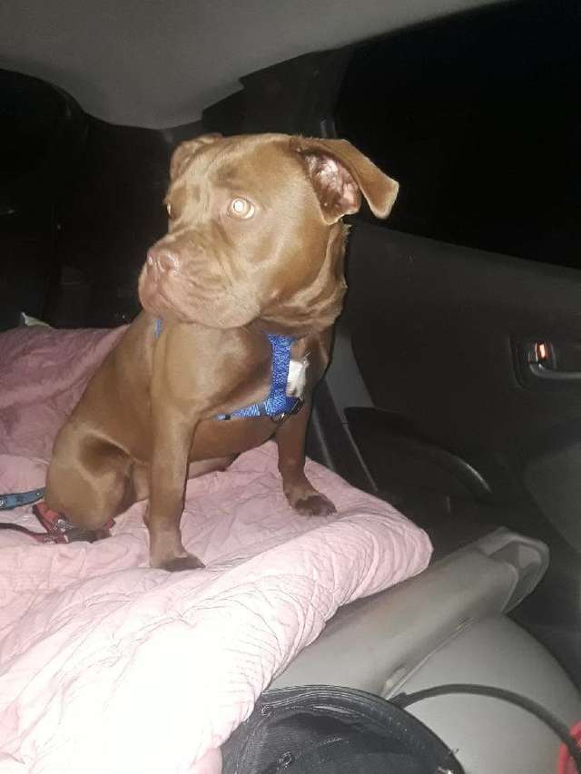 Woman takes a lost dog on a 1300 miles long drive to owner who no longer wants her