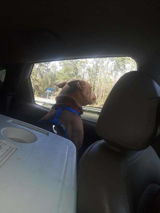 Woman takes a lost dog on a 1300 miles long drive to owner who no longer wants her