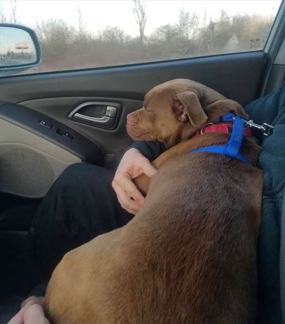 Woman takes a lost dog on a 1300 miles long drive to owner who no longer wants her