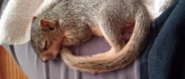 Teen Spots a Squirrel Frozen In Foam Insulation and Immediately Helps It