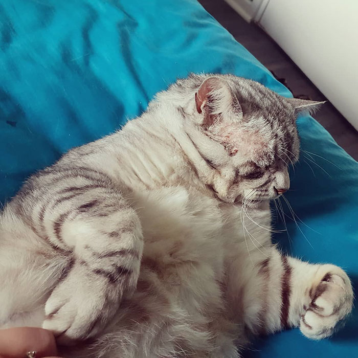 Cat With EDS (Ehlers-Danlos Syndrome) Finds A Forever Home, And Is Now Living A Happy Life