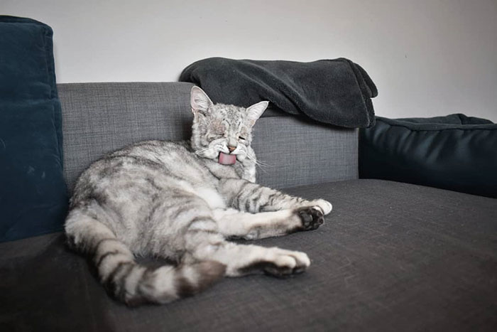 Cat With EDS (Ehlers-Danlos Syndrome) Finds A Forever Home, And Is Now Living A Happy Life