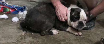 A Bulldog Was Rescued From Being Trapped In A Basement, Then Gives the Best Reaction To her Rescuers