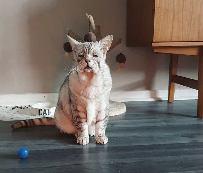 Cat With EDS (Ehlers-Danlos Syndrome) Finds A Forever Home, And Is Now Living A Happy Life