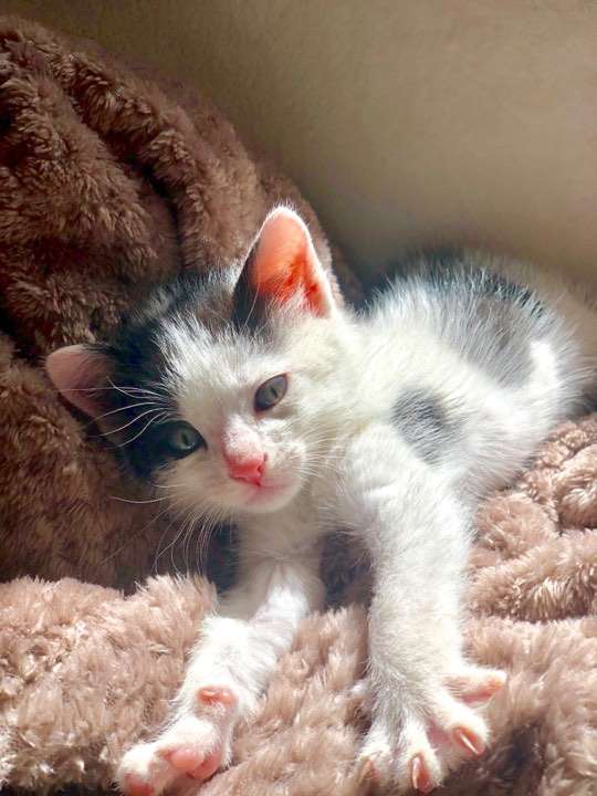 A Cyclist Finds A Stray Cat That Transformed His whole Life