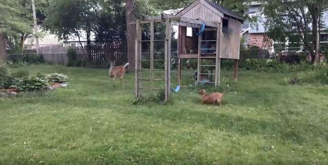 Deer Play with Dog