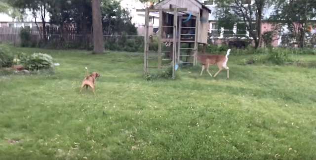 Dog Playing with Deer