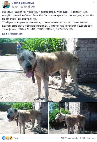 Dog Missing For Many Years Finally Reunites With His Old Best Friend