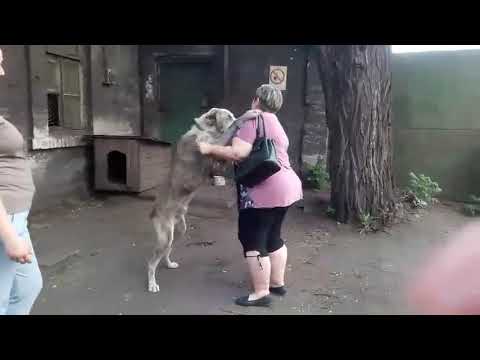 Dog Missing For Many Years Finally Reunites With His Old Best Friend