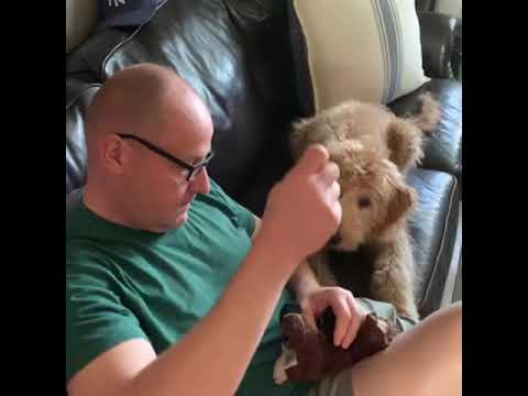 Dog Watches As Dad Saves His Favorite Toy With A Surgery