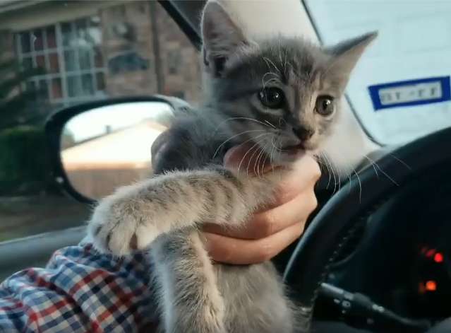 A Driver Suddenly Spots A Stray Kitten Stuck Over An Overpass And Rescues It