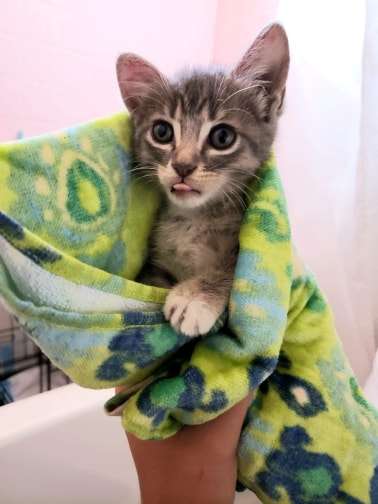 A Driver Suddenly Spots A Stray Kitten Stuck Over An Overpass And Rescues It