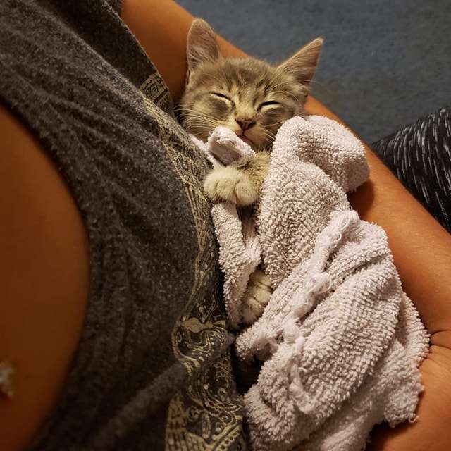 A Driver Suddenly Spots A Stray Kitten Stuck Over An Overpass And Rescues It