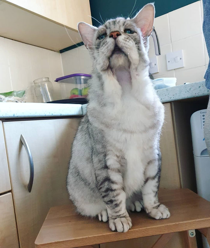 Cat With EDS (Ehlers-Danlos Syndrome) Finds A Forever Home, And Is Now Living A Happy Life