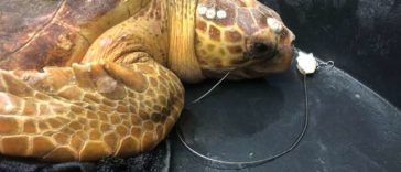 A Sea Turtle Eats a Large Fishing hook But Was Rescued
