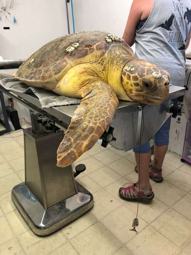 A Sea Turtle Eats a Large Fishing hook But Was Rescued