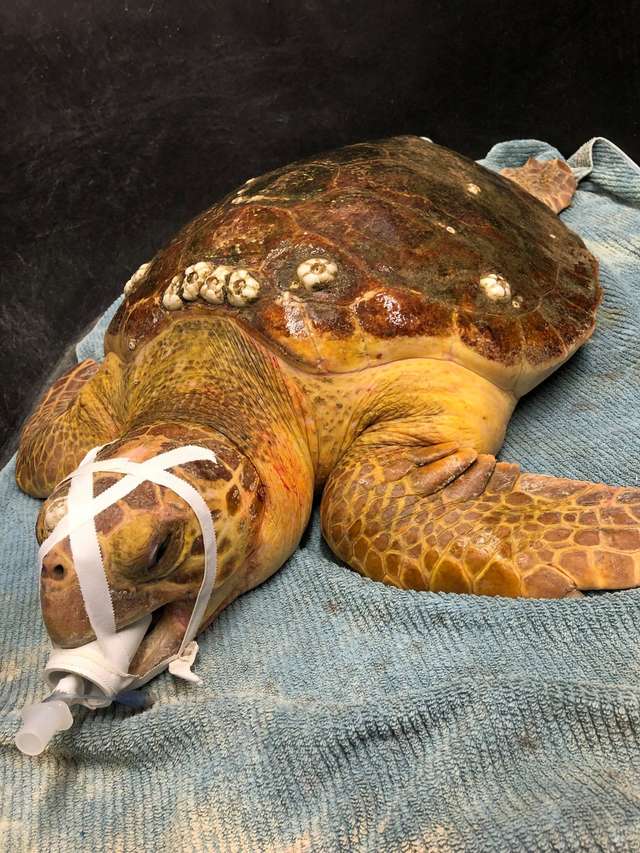 A Sea Turtle Eats a Large Fishing hook But Was Rescued