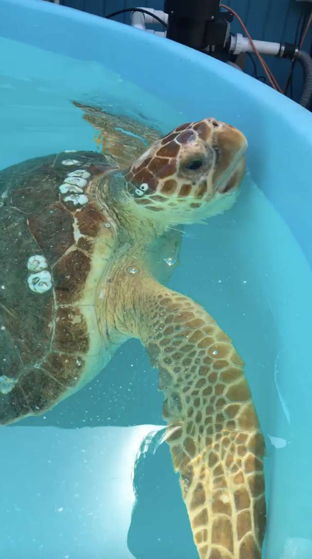 A Sea Turtle Eats a Large Fishing hook But Was Rescued