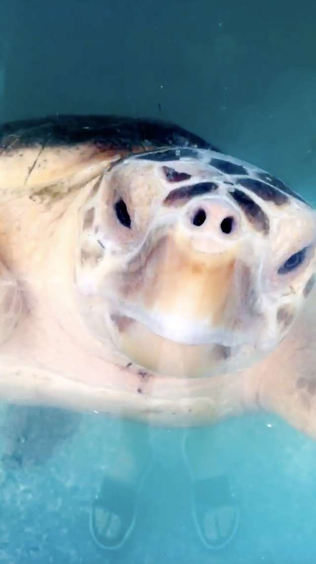 A Sea Turtle Eats a Large Fishing hook But Was Rescued