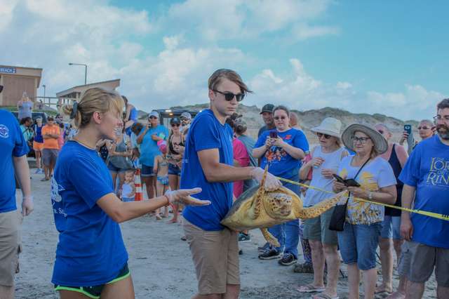 A Sea Turtle Eats a Large Fishing hook But Was Rescued