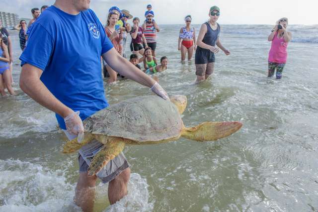 A Sea Turtle Eats a Large Fishing hook But Was Rescued