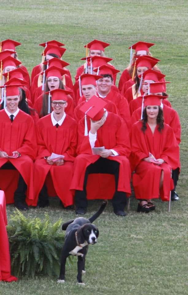 Everyone Bursts Into Laughter At The Graduation Ceremony As A Dog Steals The Show With His Act