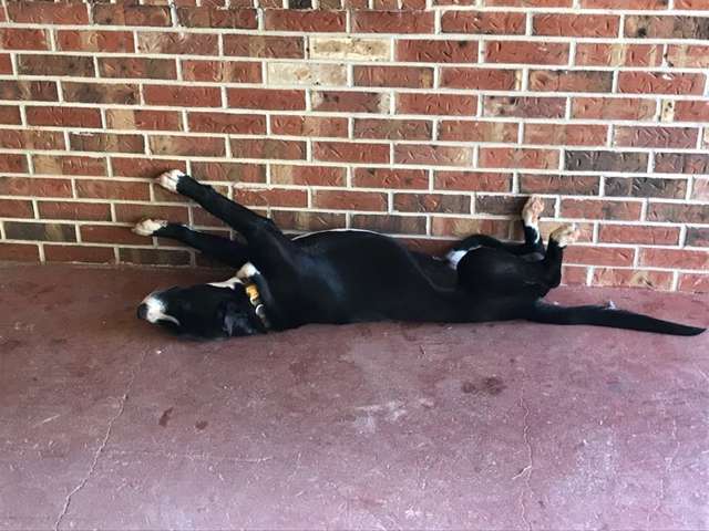 Everyone Bursts Into Laughter At The Graduation Ceremony As A Dog Steals The Show With His Act