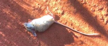 A guy finds a Spinifex hopping mouse dead in the desert and then he saves its life